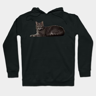 Baxter - Male Cat Hoodie